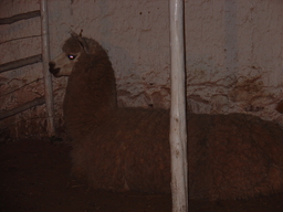 peru1_056.jpg