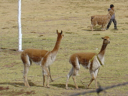 peru1_064.jpg