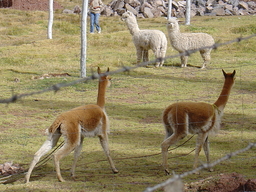 peru1_065.jpg