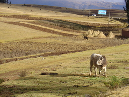 peru2_211.jpg