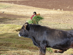 peru2_212.jpg