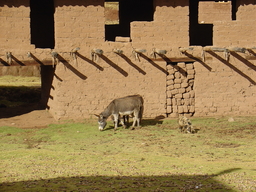 peru2_217.jpg