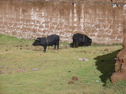 peru2_218.jpg